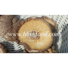 Alimento saudável fresco 5kg ou 10kg por o saco secado Shiitake liso Cogumelo